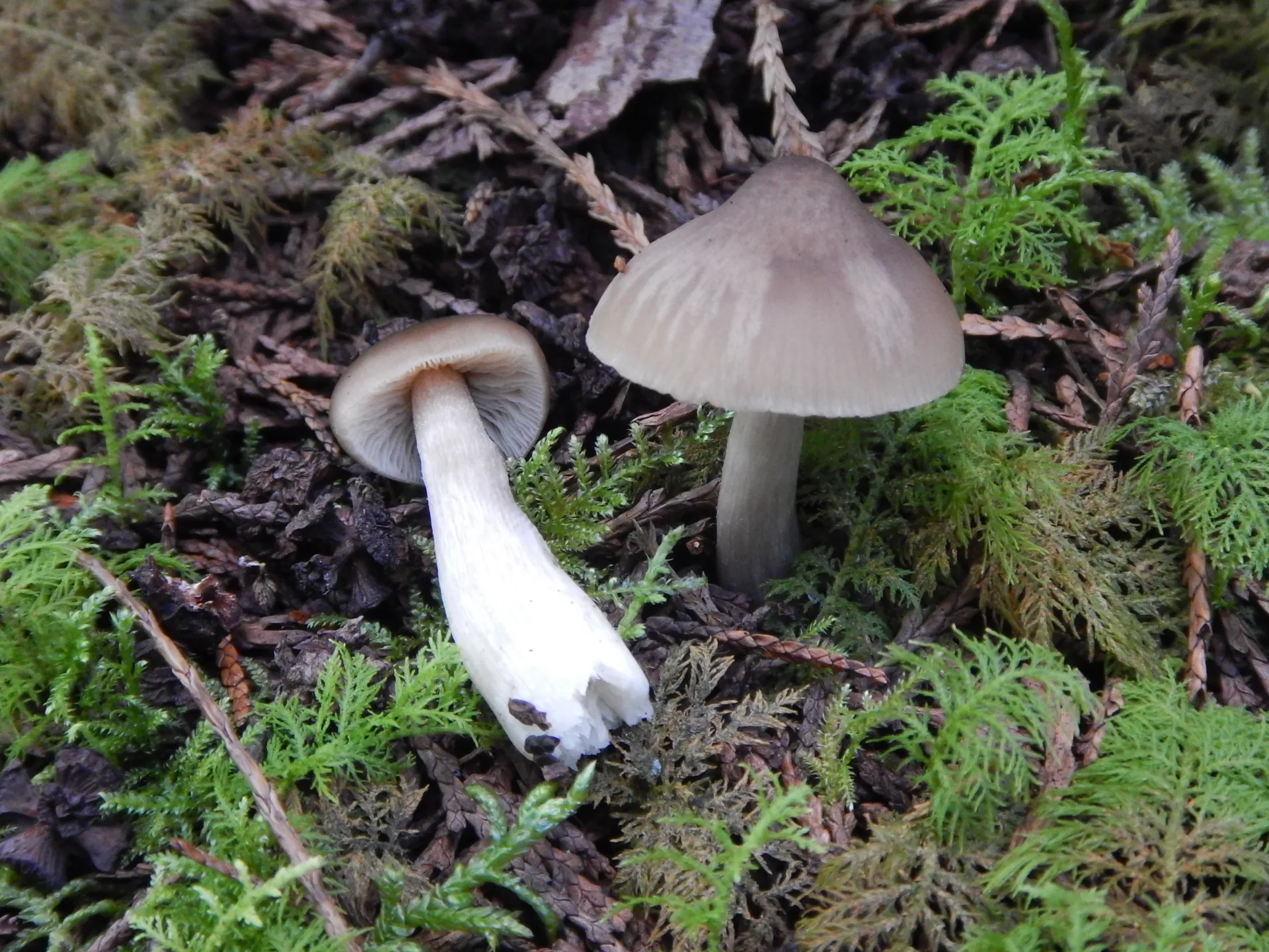Entoloma turbidum,21-08-28 (2)
